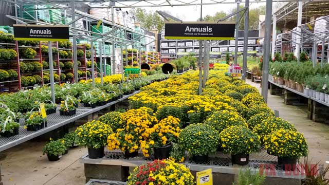 Yellow Mums at Home Depot